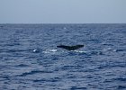 WhaleWatching 027